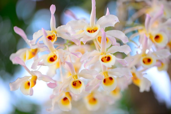 Chiang Mai Photo Workshops White Orchids