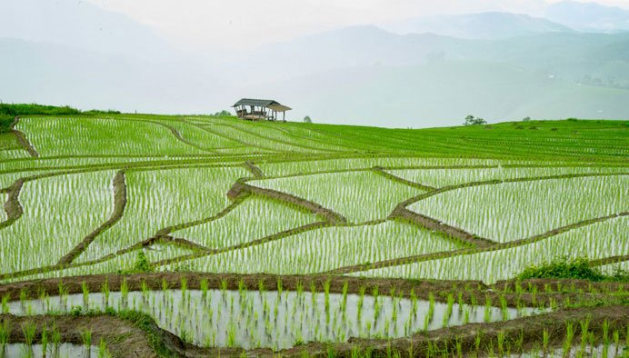 Rice Fields on Doi Inthanon