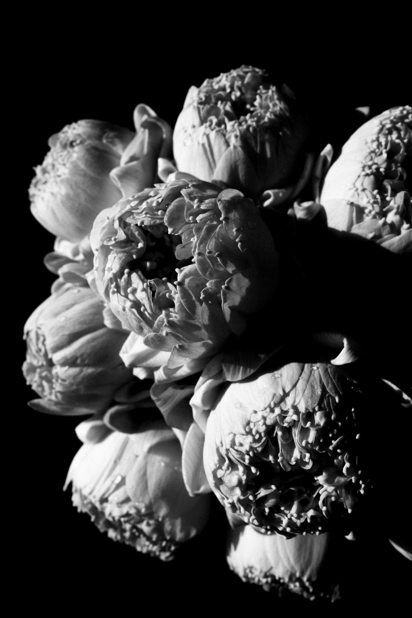 lotus flowers in black and white, © Kevin Landwer-Johan